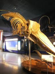 Museo Civico di Storia Naturale di Milano